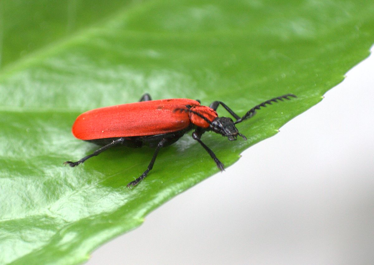 Pyrochroa coccinea